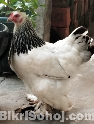 কলম্বিয়ান লাইট ব্রাহমা